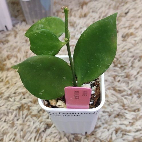 Photo of the plant species Hoya anulata by @WittyAutumnsage named Cleopatra on Greg, the plant care app