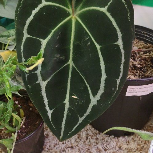 Photo of the plant species Anthurium besseae aff x forgetii by @WittyAutumnsage named Khaleesi on Greg, the plant care app