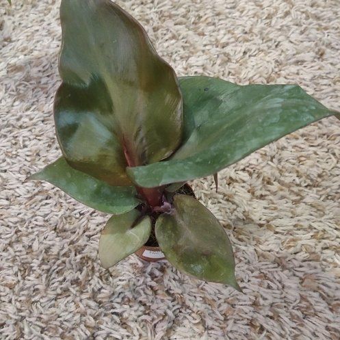 Photo of the plant species Red Heart Philodendron by @WittyAutumnsage named Hamilton on Greg, the plant care app