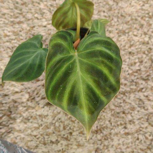 Photo of the plant species Philodendron 'Verrucosum' by @WittyAutumnsage named Dark form on Greg, the plant care app