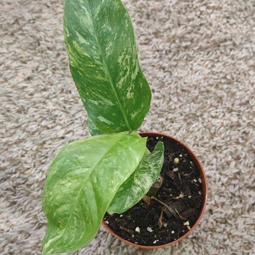 Photo of the plant species Rhaphodorphia puberela by @WittyAutumnsage named Khaleesi on Greg, the plant care app