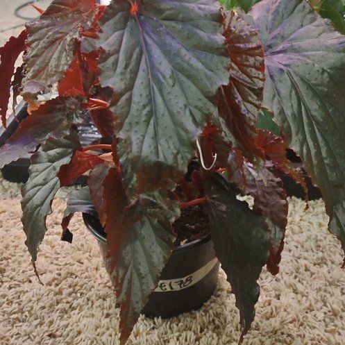 Photo of the plant species Begonia 'Black Magic' by @WittyAutumnsage named Baesil on Greg, the plant care app