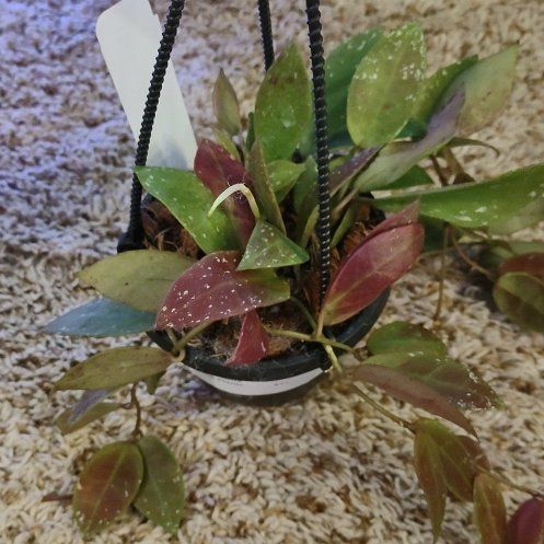Photo of the plant species Hoya walliniana by @WittyAutumnsage named Queen on Greg, the plant care app