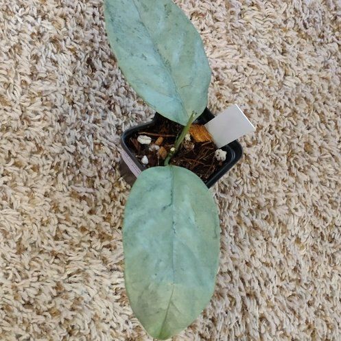 Photo of the plant species Hoya coriacea 'Silver' by @WittyAutumnsage named Captain Plant-it on Greg, the plant care app