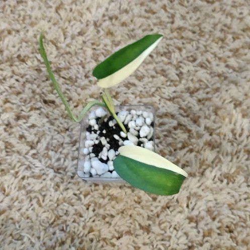 Photo of the plant species Scindapsus by @WittyAutumnsage named Blue Albo on Greg, the plant care app