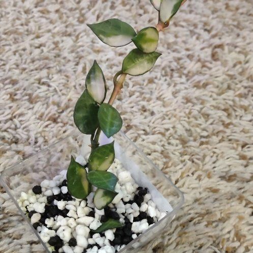 Photo of the plant species Variegated Hoya lacunosa by @WittyAutumnsage named Harper on Greg, the plant care app