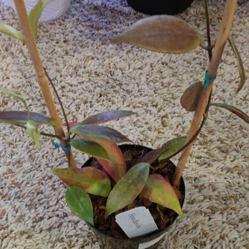 Photo of the plant species Hoya flavida by @WittyAutumnsage named Keanu Leaves on Greg, the plant care app