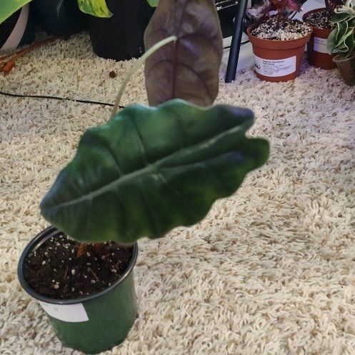 Photo of the plant species Alocasia 'Chantrieri' by @WittyAutumnsage named Hemingway on Greg, the plant care app