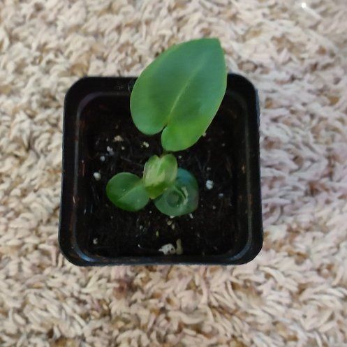 Photo of the plant species Indo Dressleri X Forgetii by @WittyAutumnsage named Anthurium Indo dress x Carla OG 1*5 on Greg, the plant care app