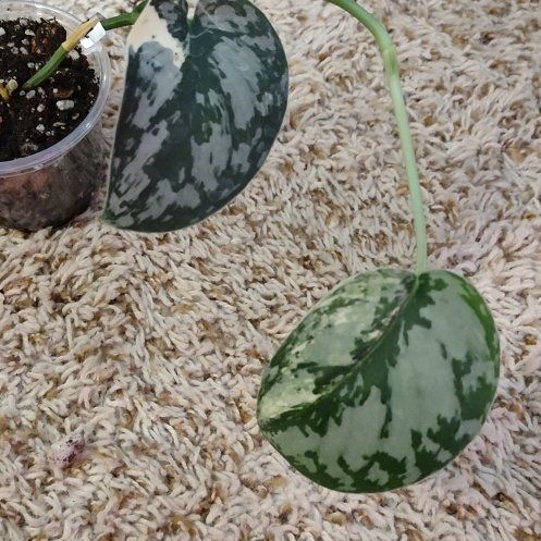 Photo of the plant species Scindapsus by @WittyAutumnsage named 'Maharlika' on Greg, the plant care app