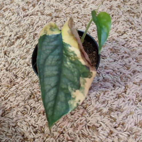 Photo of the plant species Monstera 'El salvador' by @WittyAutumnsage named Austen on Greg, the plant care app