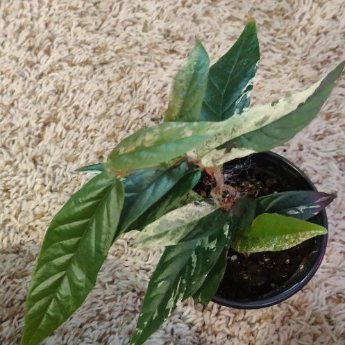 Photo of the plant species Piper sylvaticum by @WittyAutumnsage named Scarlett on Greg, the plant care app