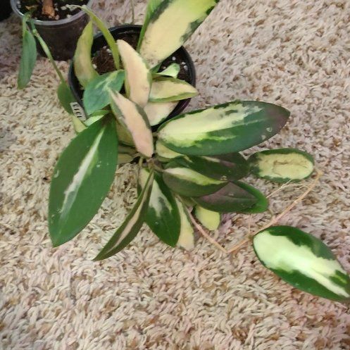 Photo of the plant species Acuta Var Hoya by @WittyAutumnsage named Inner on Greg, the plant care app