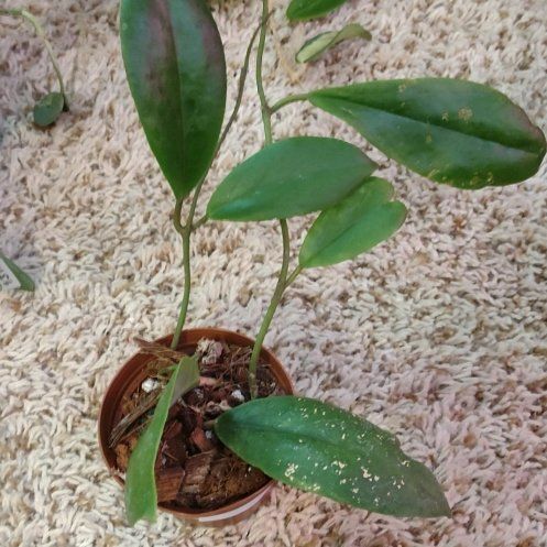 Photo of the plant species Hoya Eclipse by @WittyAutumnsage named Curie on Greg, the plant care app