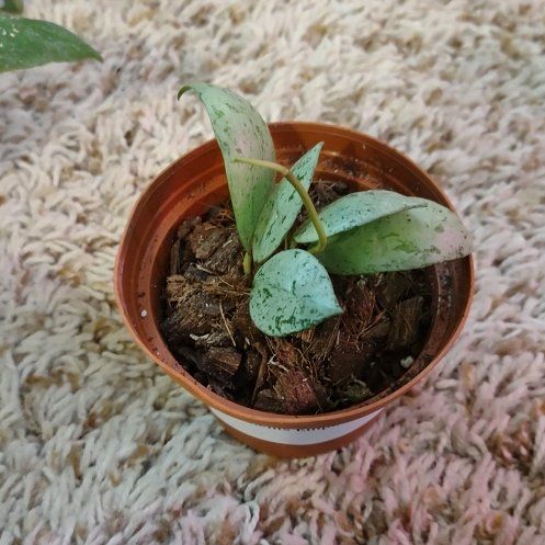 Photo of the plant species Snow Caps Hoya Lacunosa by @WittyAutumnsage named Homer on Greg, the plant care app
