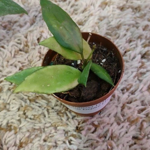 Hoya lacunosa 'Perangin Durian' Plant Care: Water, Light