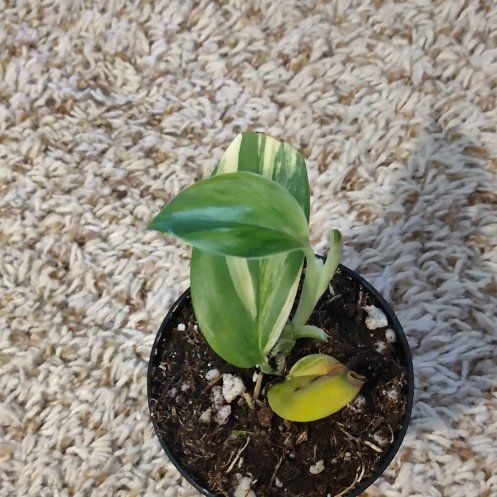 Photo of the plant species Satin Pothos spp. by @WittyAutumnsage named Hamilton on Greg, the plant care app