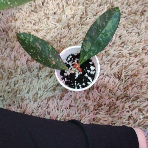 Photo of the plant species Hoya 'Publicalyx Splash' by @WittyAutumnsage named McKinley on Greg, the plant care app