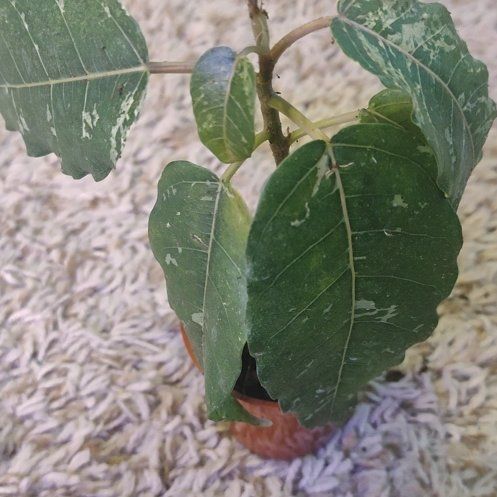Photo of the plant species Ficus blizzard/snowstorm by @WittyAutumnsage named Sage on Greg, the plant care app