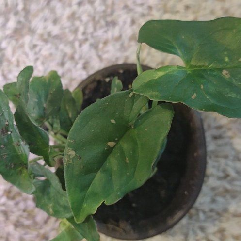 Photo of the plant species Syngonium Pink Splash Thai by @WittyAutumnsage named Apollo on Greg, the plant care app