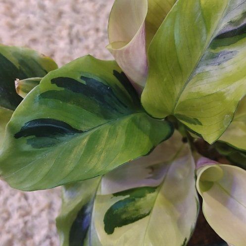 Photo of the plant species Calathea 'Yellow Fusion' by @WittyAutumnsage named Bigleef Smalls on Greg, the plant care app
