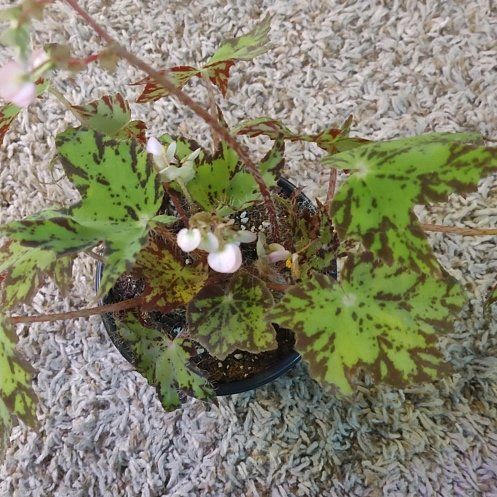 Photo of the plant species Begonia 'Geometry' by @WittyAutumnsage named Gomez on Greg, the plant care app