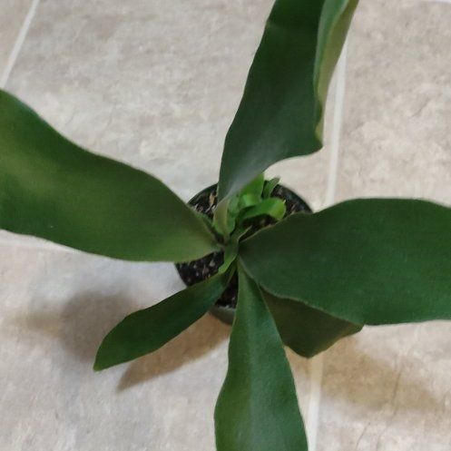 Photo of the plant species platycerium netherlands by @WittyAutumnsage named McKinley on Greg, the plant care app