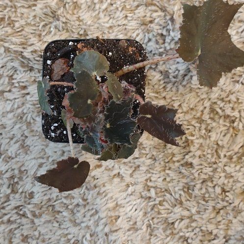 Photo of the plant species Begonia 'Black Velvet' by @WittyAutumnsage named Tolkien on Greg, the plant care app