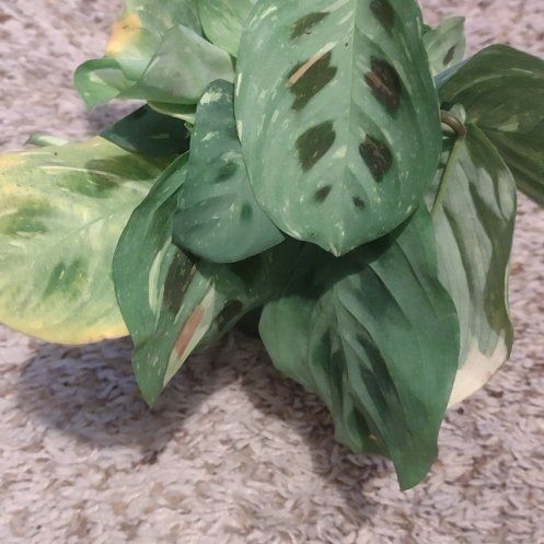 Photo of the plant species Variegated Rabbit Tracks by @WittyAutumnsage named Harmony on Greg, the plant care app