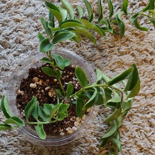 Photo of the plant species lipstick plant by @WittyAutumnsage named Marilyn on Greg, the plant care app