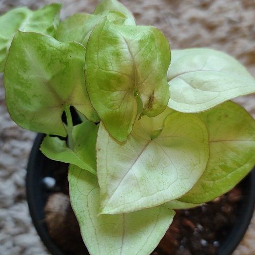 Photo of the plant species Syngonium 'Allusion' by @WittyAutumnsage named Khaleesi on Greg, the plant care app