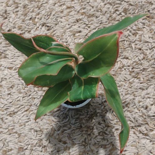 Photo of the plant species saphire susane by @WittyAutumnsage named Orlando Bloom on Greg, the plant care app