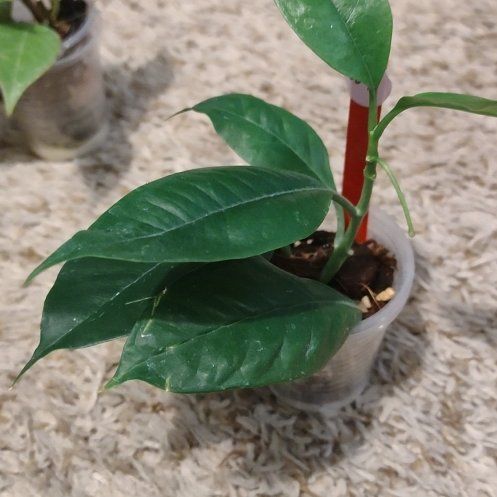 Photo of the plant species Variegated Hoya 'multiflora' by @WittyAutumnsage named Sigmund on Greg, the plant care app