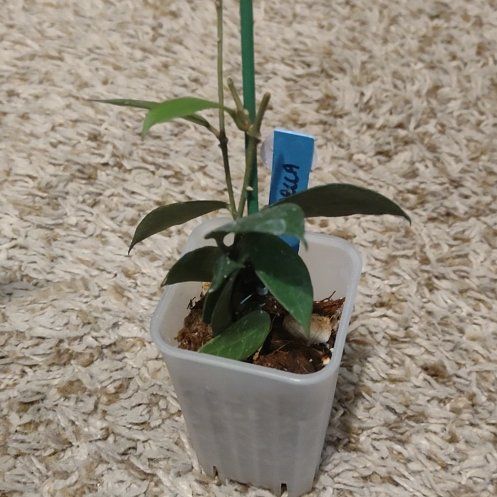 Photo of the plant species Hoya 'Rebecca' by @WittyAutumnsage named Navajo on Greg, the plant care app