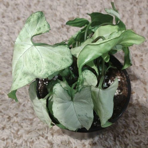 Photo of the plant species Syngonium 'Snow White' by @WittyAutumnsage named Stella on Greg, the plant care app