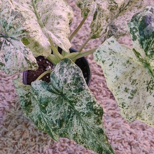 Photo of the plant species Variegated Alocasia Odora by @WittyAutumnsage named da Vinci on Greg, the plant care app