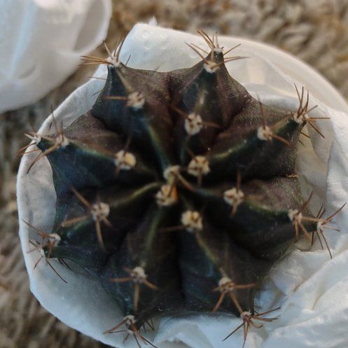 Photo of the plant species Assorted Gymnocalycium by @WittyAutumnsage named G24 Black Widow hybrid on Greg, the plant care app