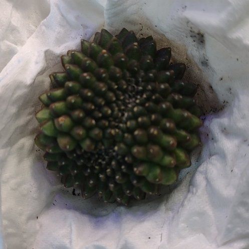 Photo of the plant species Assorted Gymnocalycium by @WittyAutumnsage named Inermis on Greg, the plant care app