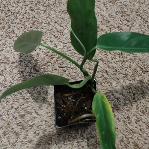 Photo of the plant species Philodendron 'Lime Fiddle' by @WittyAutumnsage named Fernie Saunders on Greg, the plant care app