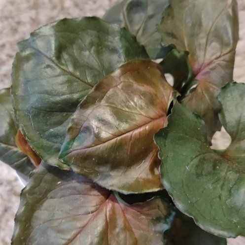 Photo of the plant species Plum Allusion Arrowhead Plant by @WittyAutumnsage named Gobi on Greg, the plant care app