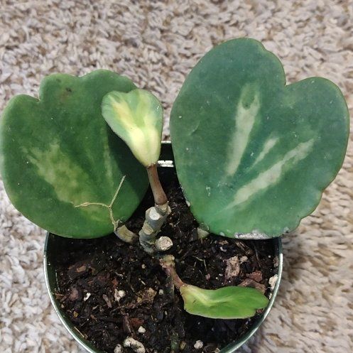 Photo of the plant species reverse variegataed hoya kerri by @WittyAutumnsage named Curie on Greg, the plant care app