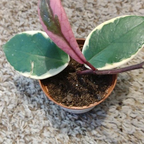 Photo of the plant species Hoya 'Purple Pride' by @WittyAutumnsage named Terra on Greg, the plant care app