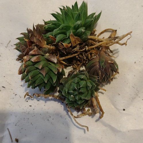 Photo of the plant species Haworthia cymbiformis var. cymbiformis by @WittyAutumnsage named Hawthornia cymbiformis 'lepida' on Greg, the plant care app