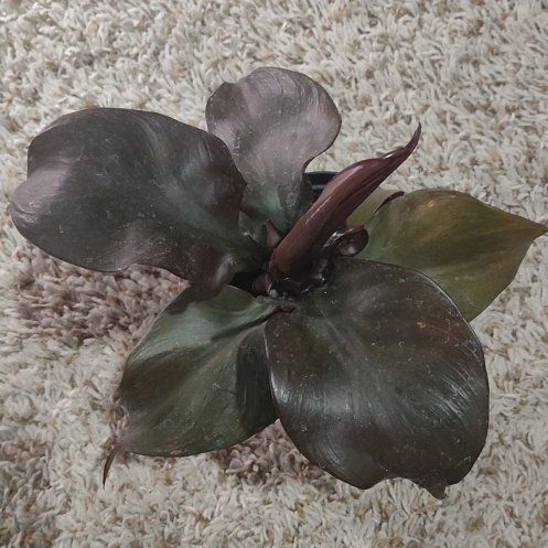 Photo of the plant species Philodendron Red Heart by @WittyAutumnsage named Anne on Greg, the plant care app