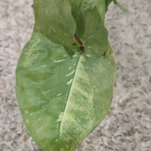 Photo of the plant species Syngonium by @WittyAutumnsage named Panda Galaxy on Greg, the plant care app
