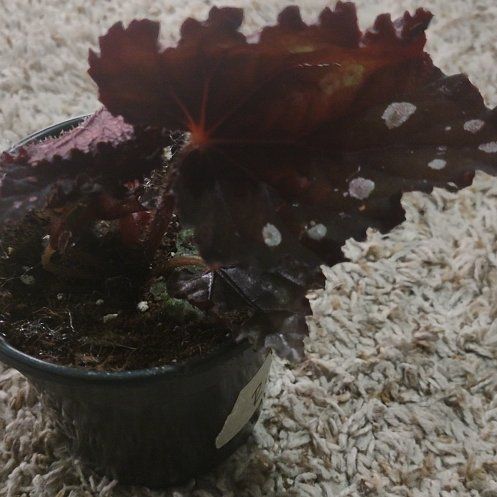Photo of the plant species Painted-leaf Begonia by @WittyAutumnsage named Dark Sky on Greg, the plant care app