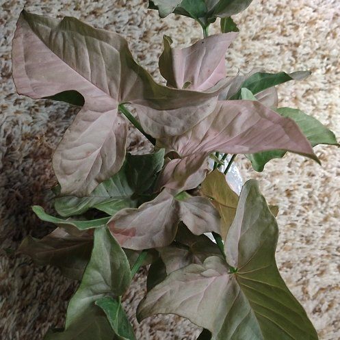 Photo of the plant species Syngonium Pink Blitz by @WittyAutumnsage named 'Pink Spot' on Greg, the plant care app