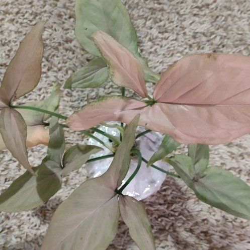 Photo of the plant species Pink Perfection Arrowhead Plant by @WittyAutumnsage named Sage on Greg, the plant care app