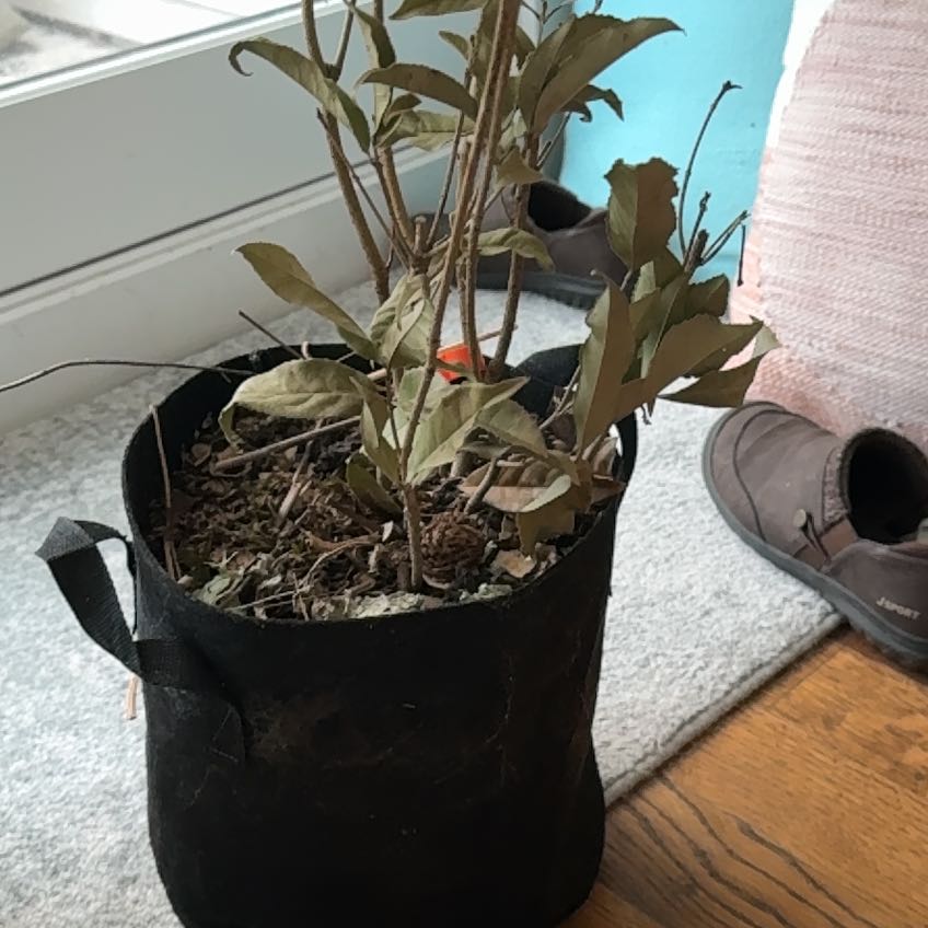 Photo of the plant species Osmanthus by @YiftPeppermint named Jellybean on Greg, the plant care app