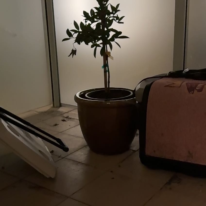 Photo of the plant species Pineapple Guava 'Apollo' by @YiftPeppermint named Terra on Greg, the plant care app
